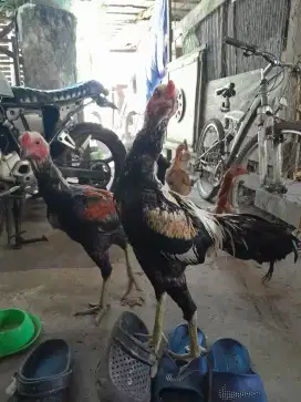 Jual ayam jago lancuran