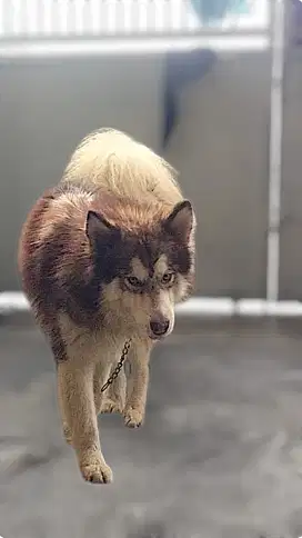 Pacak Alaskan Malamute