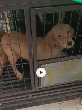 Jual Anjing Golden Retriever