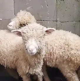 3 ekor bibit domba merino super 4 bulanan 1 jantan 2 betina rawatan ok