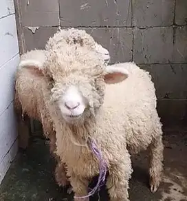 3 ekor bibit domba merino super 4 bulanan 1 jantan 2 betina rawatan ok