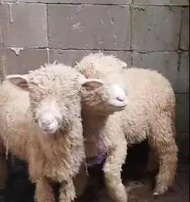 3 ekor cempe domba merino super 4 bulanan 1 jantan 2 betina jamin puas