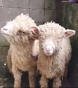 3 ekor cempe domba merino super 4 bulanan 1 jantan 2 betina jamin puas