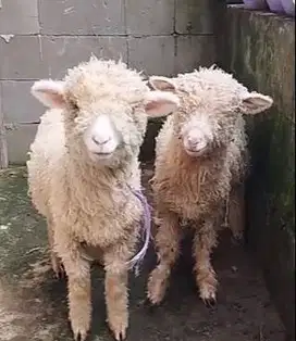 3 ekor bibit domba merino super 4 bulanan 1 jantan 2 betina exotik top