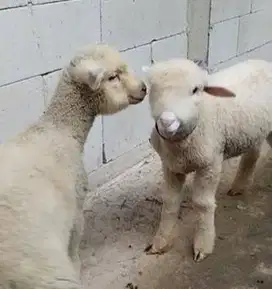 3 ekor bibit domba merino super 4 bulanan 1 jantan 2 betina jamin puas