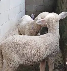3 ekor bibit domba merino super 4 bulanan 1 jantan 2 betina jamin puas