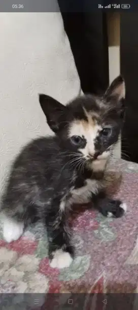 Di jual kucing warna bulu yang langka