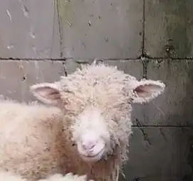 3 ekor cempe domba merino 4 bulanan 1 jantan 2 betina siap ternak unik