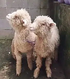 3 ekor cempe domba merino 4 bulanan 1 jantan 2 betina siap ternak unik