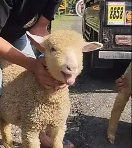 3 ekor anakan domba merino super 4 bulanan 1 jantan 2 betina exotik ok