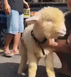 3 ekor anakan domba merino super 4 bulanan 1 jantan 2 betina exotik ok