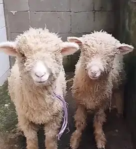 3 ekor anakan domba merino super 4 bulanan 1 jantan 2 betina exotik ok