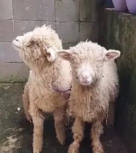 3 ekor anakan domba merino super 4 bulan siap ternak 1 jantan 2 betina