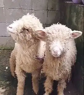 3 ekor bibit domba merino superan 4 bulanan 1 jantan 2 betina exotik