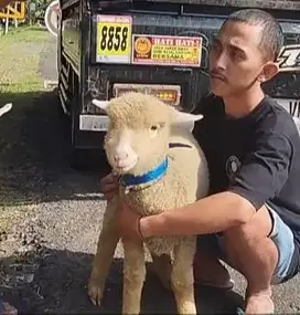 3 ekor bibit domba merino superan 4 bulanan 1 jantan 2 betina exotik