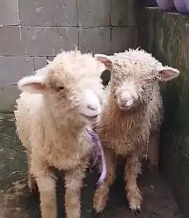 3 ekor bibit domba merino superan 4 bulanan 1 jantan 2 betina exotik
