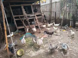 Bebek Entog/Persi Khusus Warna Hitam Lokal Dijual