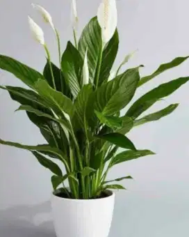 Tanaman peace lily