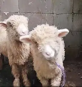3 ekor bibit anakan domba merino 4 bulan 1 jantan 2 betina unik exotik
