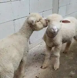 3 ekor bibit anakan domba merino 4 bulan 1 jantan 2 betina unik exotik