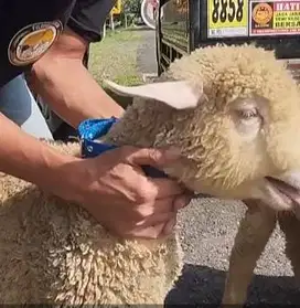 3 ekor bibit anakan domba merino 4 bulan 1 jantan 2 betina unik exotik