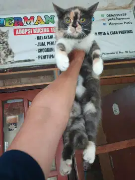 Flatnose calico 6 bulan