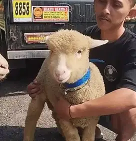 3 ekor cempe domba merino super 4 bulanan 1 jantan 2 betina exotik top