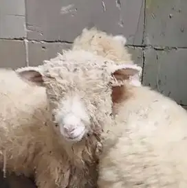 3 ekor cempe domba merino super 4 bulanan 1 jantan 2 betina exotik top