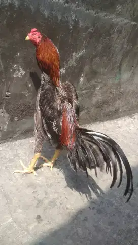 Ayam bangkok silangan assel x bangkok bulu unik hawuk