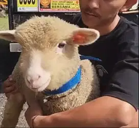 3 ekor cempe anakan domba merino 4 bulan 1 jantan 2 betina exotik unik