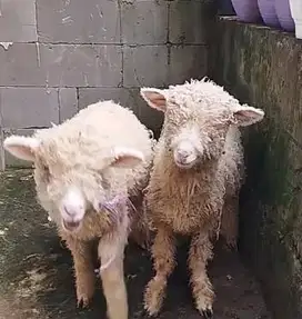3 ekor cempe anakan domba merino 4 bulan 1 jantan 2 betina exotik unik