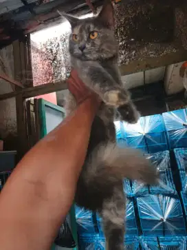 Persia betina 7,5 bulan