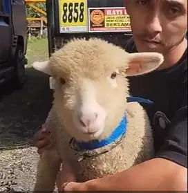 3 ekor bibit domba merino super 4 bulanan 1 jantan 2 betina exotik top
