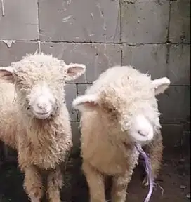 3 ekor bibit domba merino super 4 bulanan 1 jantan 2 betina exotik top