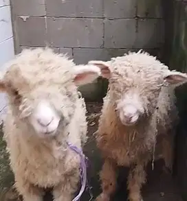 3 ekor cempe domba merino super 4 bulan 1 jantan 2 betina exotik unik