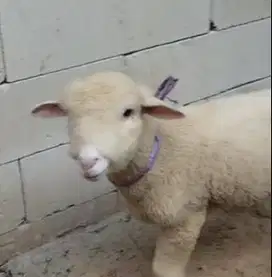 3 ekor cempe domba merino super 4 bulan 1 jantan 2 betina exotik unik