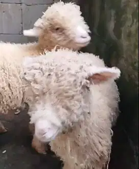 3 ekor cempe domba merino super 4 bulan 1 jantan 2 betina exotik unik