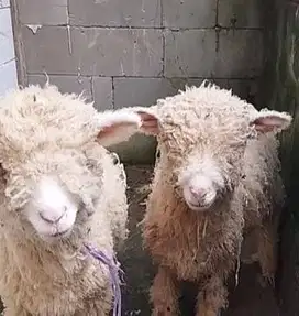 3 ekor bibit domba merino super 4 bulan 1 jantan 2 betina rawatan unik