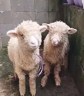 3 ekor bibit domba merino super 4 bulan 1 jantan 2 betina rawatan unik