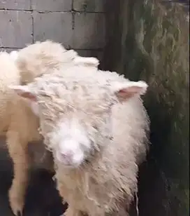3 ekor bibit domba merino super 4 bulan 1 jantan 2 betina rawatan unik