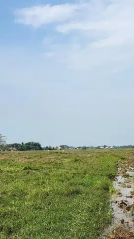 DIJUAL CEPAT TANAH SAWAH DI KRESEK