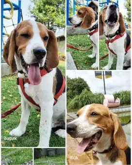 Anak anjing beagle tricolor bukan shitzu pom frenchie