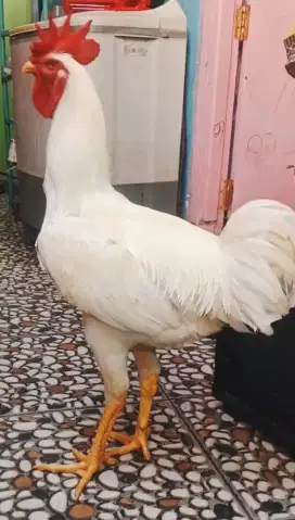 Ayam pelung tinggi gede rajin kokok panjang