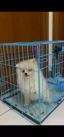 Jual pom jantan, usia 6 bulan