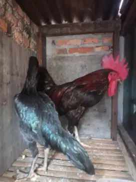 di jual gan ayam bangkok sepasang sehat no cacat