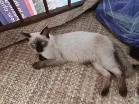 Kucing Mix Dom Jantan