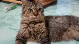 Kucing Anggora Betina