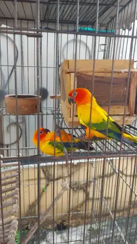 DIJUAL 2 Burung Jantan Sun Conure High Yellow Jinak + Kandang