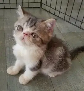 Lepas adopsi : Peaknose/Exo Jantan