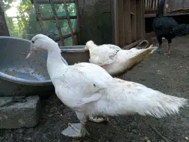 bebek rambon putih